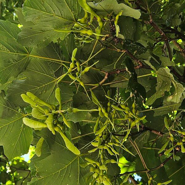 Acer pseudoplatanus Meyve