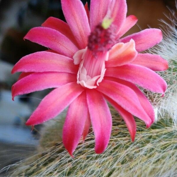 Cleistocactus winteri Flower