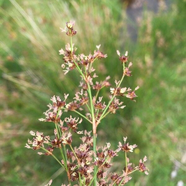 Juncus acutiflorus Kwiat