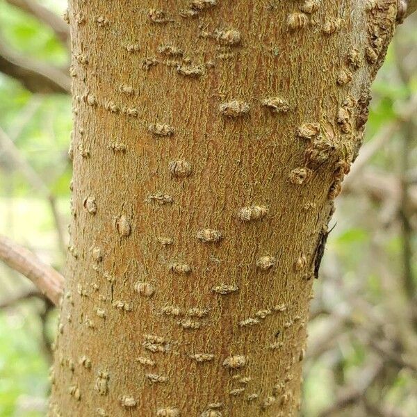 Morus rubra Bark