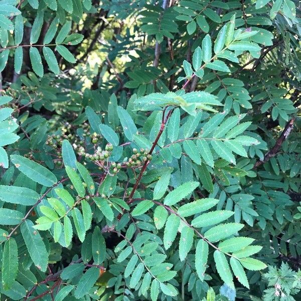 Sorbus aucuparia Leaf