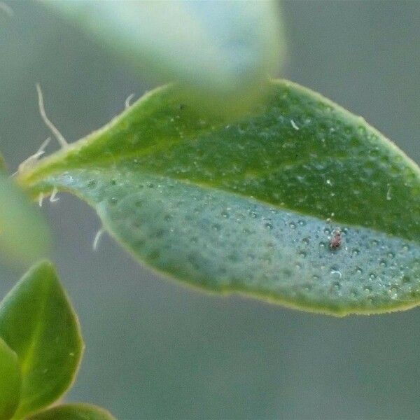 Thymus pulegioides Leaf