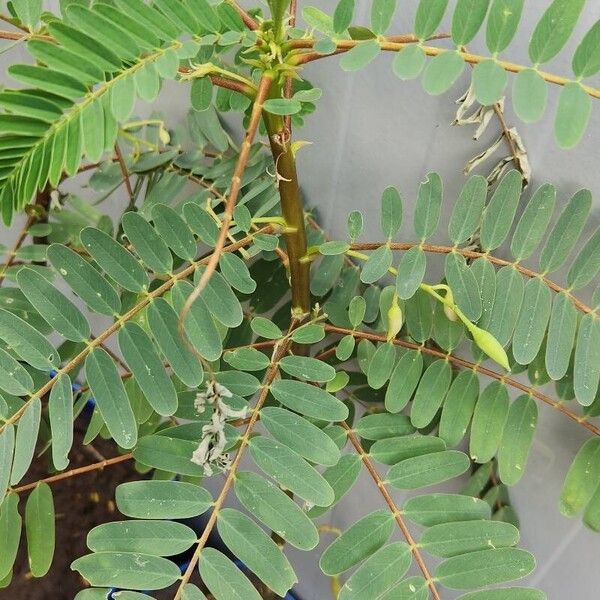 Sesbania grandiflora Leaf