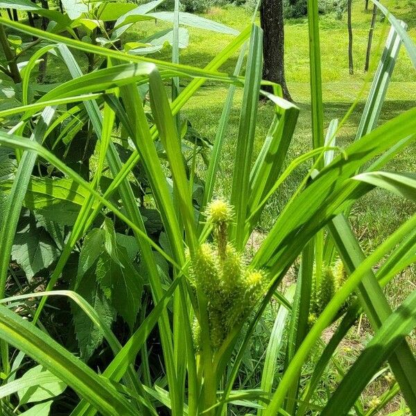 Carex comosa Fulla