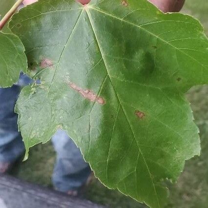 Acer rubrum برگ