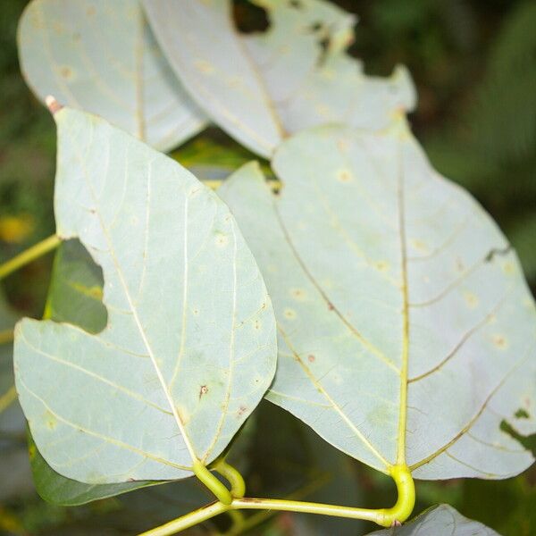 Erythrina globocalyx List