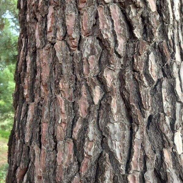 Pinus pinaster Bark