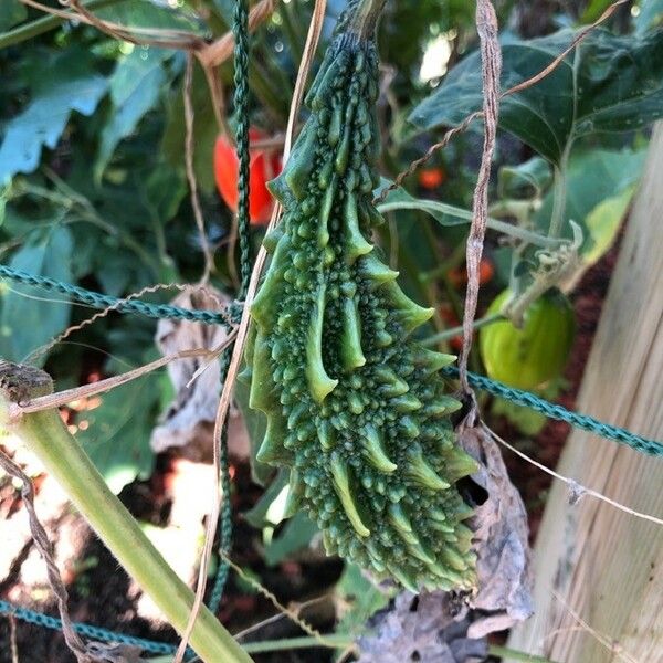 Momordica charantia Fruit