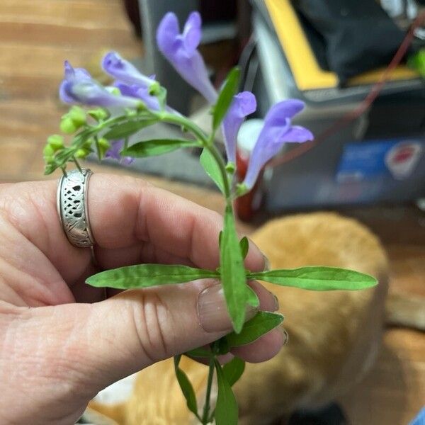 Scutellaria integrifolia Leht