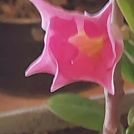 Mandevilla sanderi Blomst