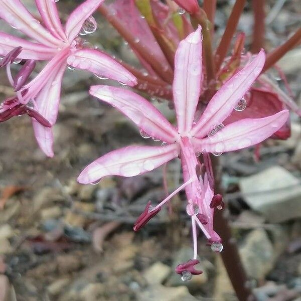 Nerine humilis 花