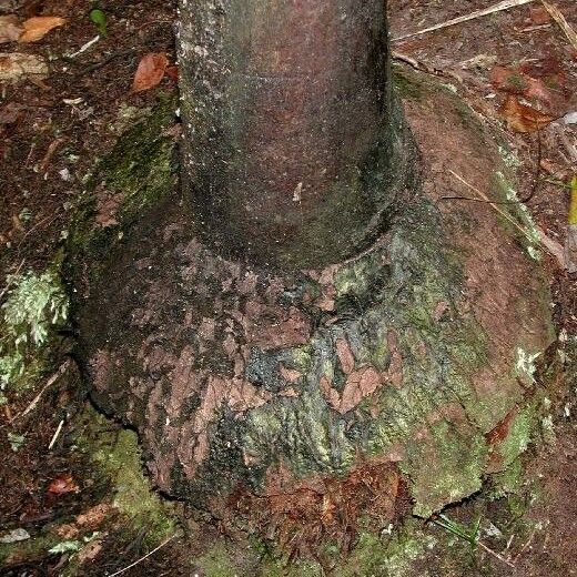 Clinosperma macrocarpa Buveinė