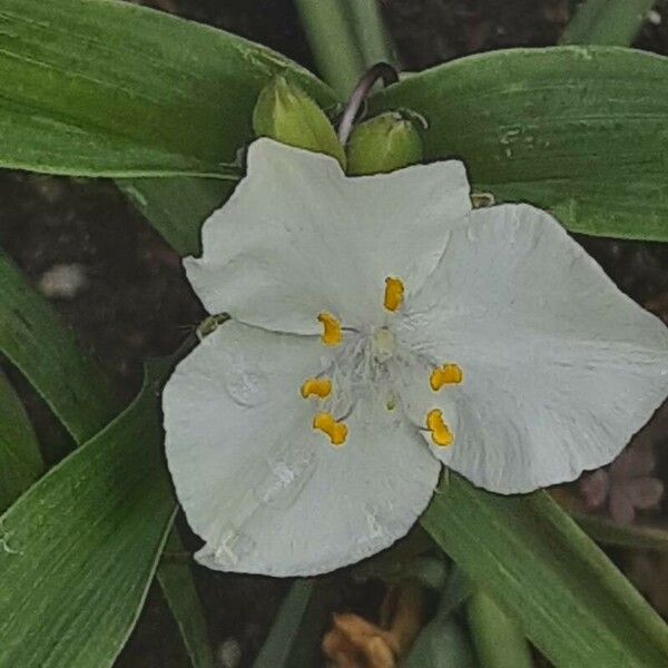 Tradescantia ohiensis Blüte