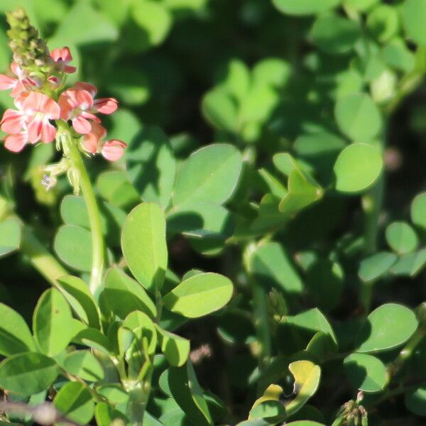 Indigofera spicata Blüte