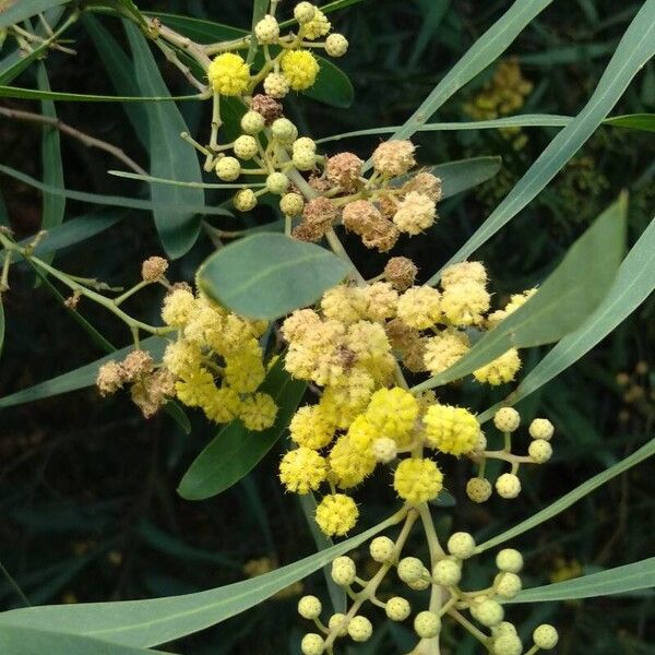 Acacia retinodes പുഷ്പം