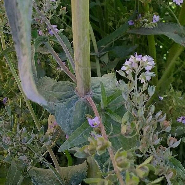 Veronica anagallis-aquatica Coajă