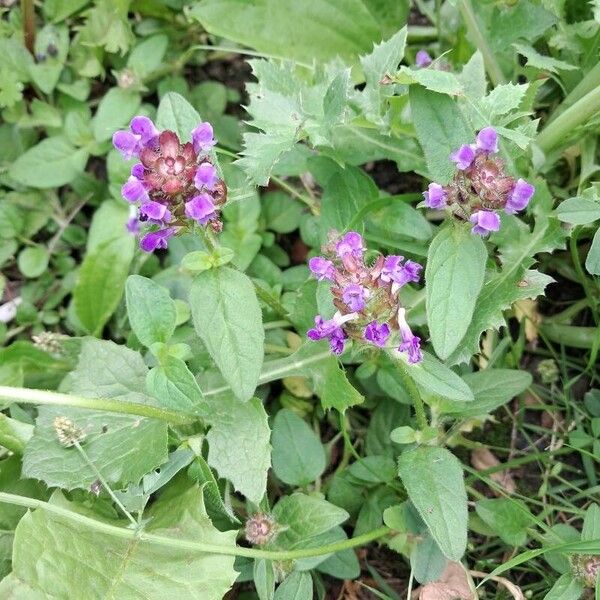 Prunella vulgaris Квітка