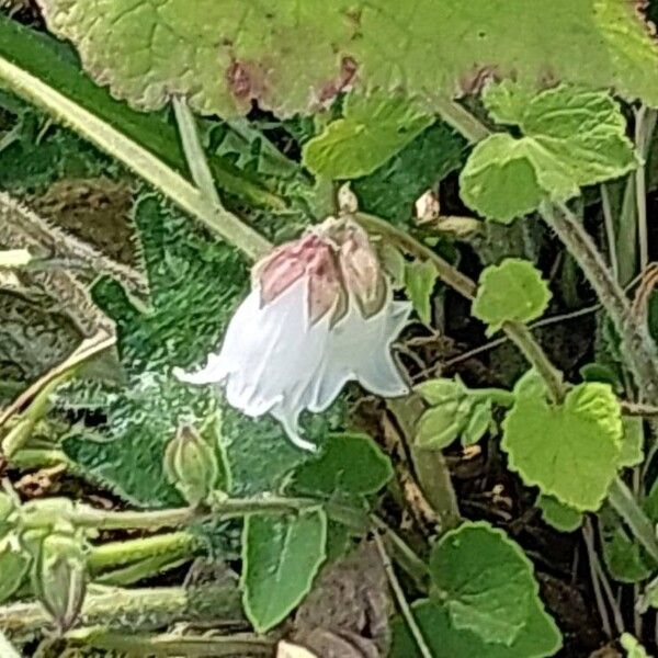 Campanula alliariifolia Kukka