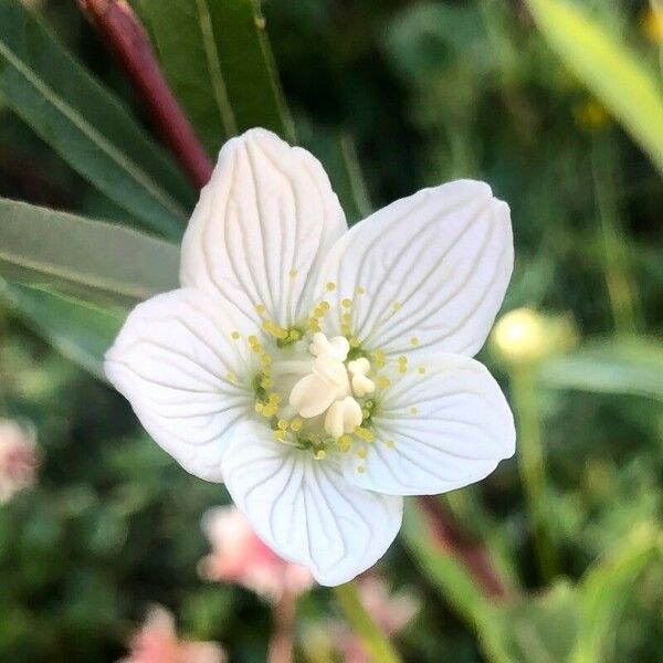 Parnassia palustris 花