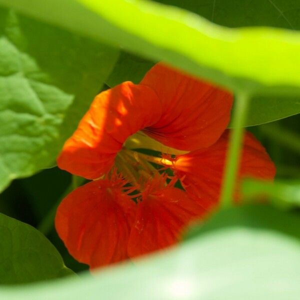 Tropaeolum majus Kukka