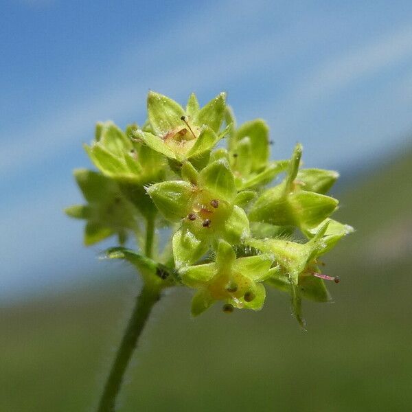 Alchemilla flabellata Flor