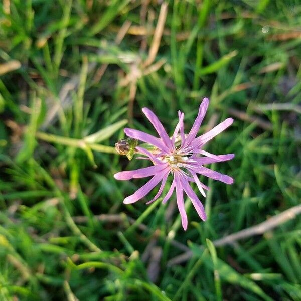 Dianthus superbus ফুল