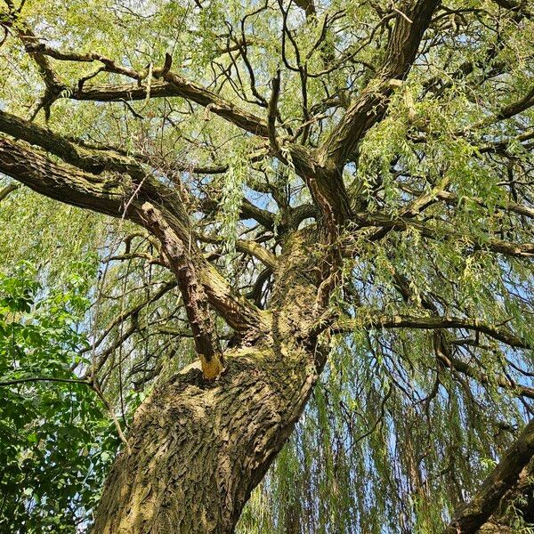 Salix × pendulina Habit