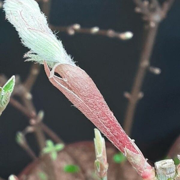 Acer japonicum Feuille