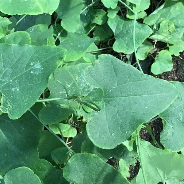 Aristolochia littoralis Лист