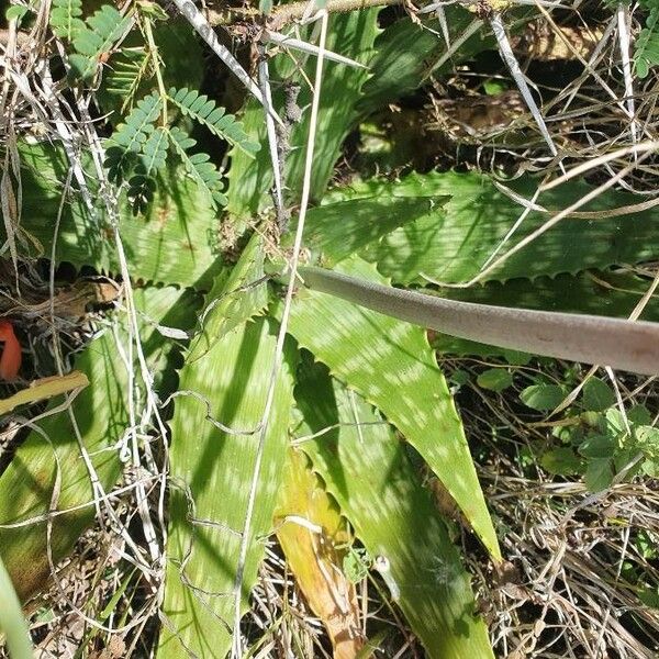 Aloe lateritia पत्ता