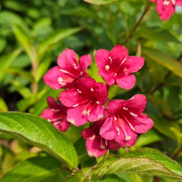 Weigela hortensis Кветка