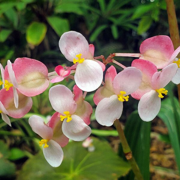 Begonia obliqua Cvet