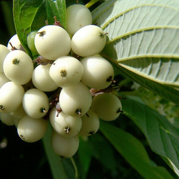 Cornus alba Frucht