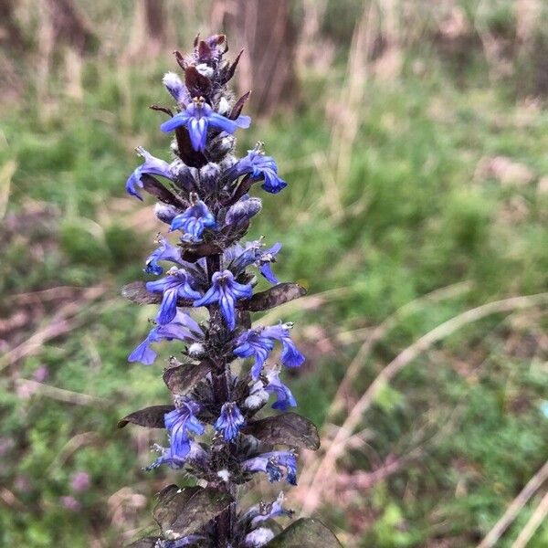 Ajuga reptans Flor