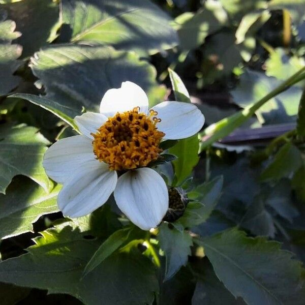 Bidens pilosa 花