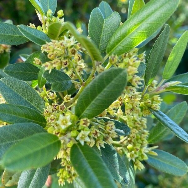 Frangula californica Flower