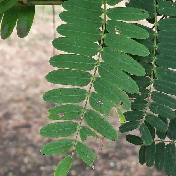 Tamarindus indica Hostoa