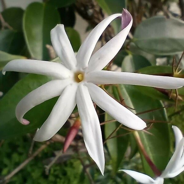 Jasminum laurifolium Kvet