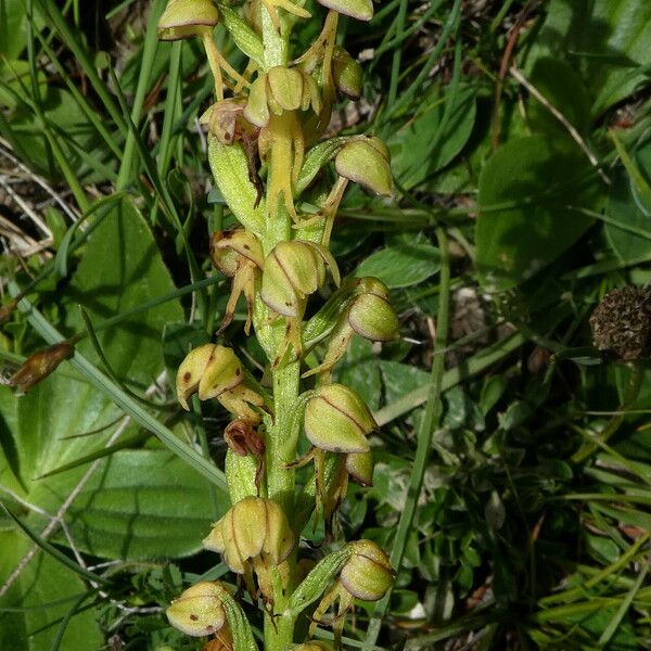 Orchis anthropophora Bark