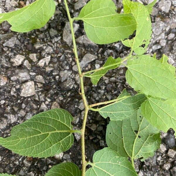 Celtis laevigata পাতা