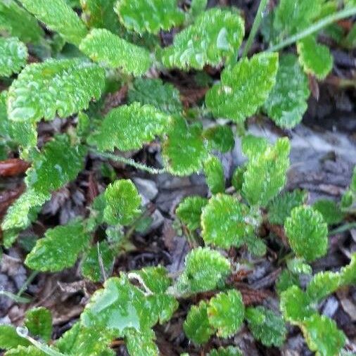 Dryas octopetala Leaf