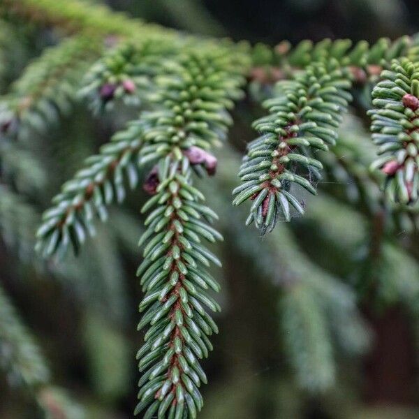 Picea orientalis Лист