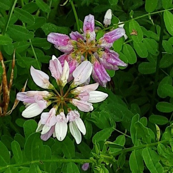 Coronilla varia Květ