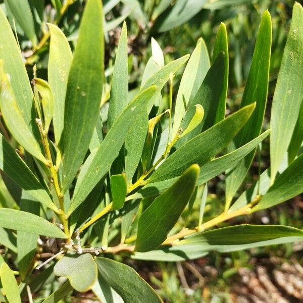 Acacia longifolia Blatt