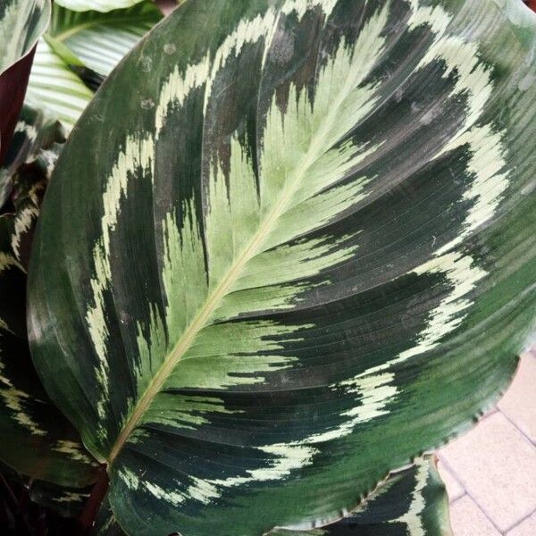 Goeppertia roseopicta Leaf