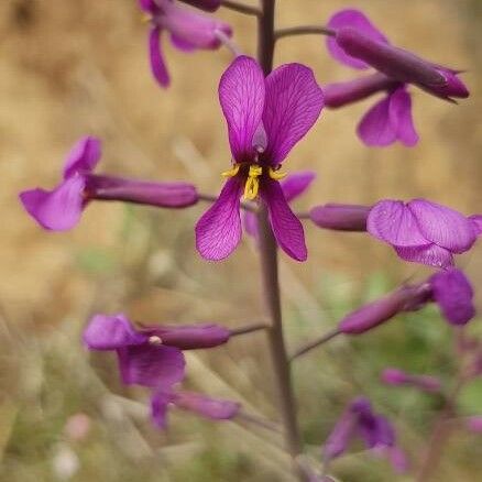 Moricandia moricandioides Fleur