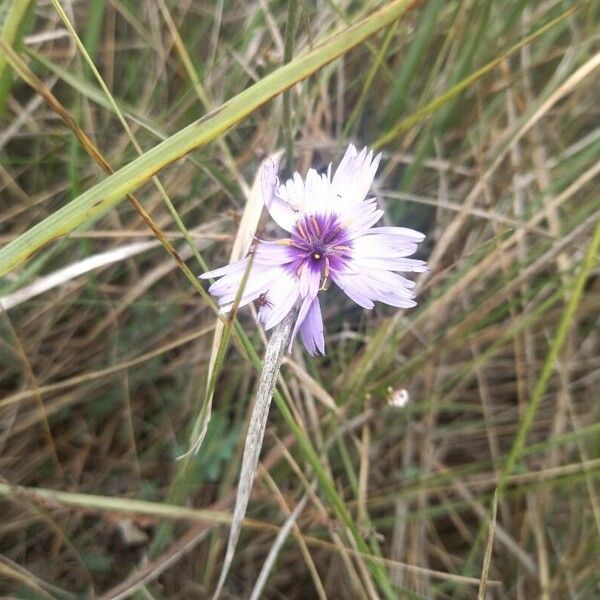 Catananche caerulea Flower