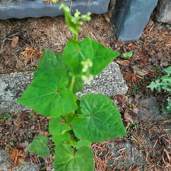 Fagopyrum tataricum Blatt