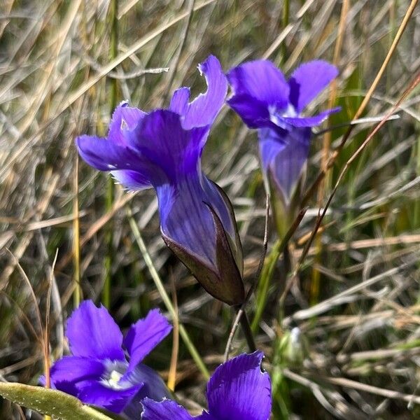 Gentianopsis thermalis Flower