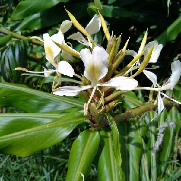 Hedychium flavescens Flor